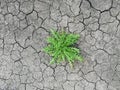 Survival. Dandelion bush on dry cracked ground. View from above Royalty Free Stock Photo