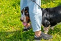 Nteresting dog breed basset hound near the girl during a walk. The dog looks between the legs of his mistress Royalty Free Stock Photo