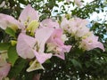 White flowers of bougainvillea vine, beautifully natural Royalty Free Stock Photo