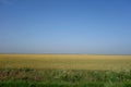 Wheat crops compromised by drought in the Baragan Plain Royalty Free Stock Photo