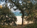 Trees on the sea coast Royalty Free Stock Photo