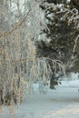 Trees in a snowy forest, winter, closeup Royalty Free Stock Photo