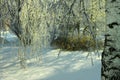 Trees in a snowy forest, winter, closeup Royalty Free Stock Photo