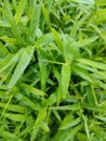 Nuan noi grass species nature Royalty Free Stock Photo