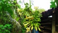 Nuance after rain in papayas flowers