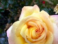 Nuanced beautiful yellow rose