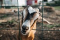 Nubian dairy goat farm in village pet ranch mammal brown small beautiful with long ears and horns Royalty Free Stock Photo