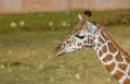 Nubian giraffe head against yellowing grass blurred background Royalty Free Stock Photo