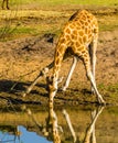 Nubian giraffe standing in a funny split pose while drinking water from the lake, Critically endangered animal specie from Africa Royalty Free Stock Photo