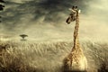 Nubian giraffe walking through tall dry yellow grass towards a tree in distance. Dramatic stormy clouds. Negative space on left Royalty Free Stock Photo