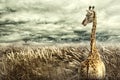 Nubian giraffe walking through tall dry yellow grass towards a tree in distance. Dramatic stormy clouds. Negative space Royalty Free Stock Photo