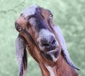 Nubian Goat Royalty Free Stock Photo