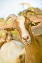 Nubian goat Royalty Free Stock Photo