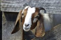 Brown and White Goat Royalty Free Stock Photo