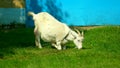 nubian goat eating on the farm. Farm animal concept. Goat grazing near farm. Food concept