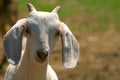 Nubian Goat Kid