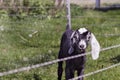 Nubian goat kid Royalty Free Stock Photo