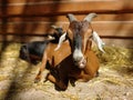 Nubian goat (private farm in the Czech Republice, EU)