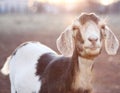 Nubian Goat in Sunset Royalty Free Stock Photo