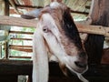 Nubian Goats from Asia