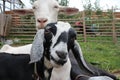 Nubian goats cuddle farm animals make friends together Royalty Free Stock Photo