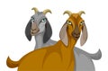 Nubian goats