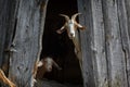 Nubian goats hide in the shadow and interested looking to us