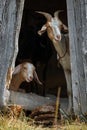 Nubian goats hide in the shadow and interested looking to us