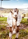 Nubian goats in Spring