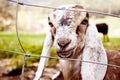 Nubian goats in Spring