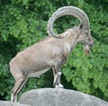 Nubian ibex 1