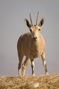Nubian Ibex Royalty Free Stock Photo
