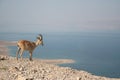 Nubian Ibex Royalty Free Stock Photo