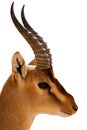 Nubian Ibex Royalty Free Stock Photo