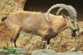 Nubian ibex