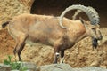 Nubian ibex Royalty Free Stock Photo