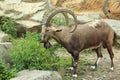 Nubian ibex Royalty Free Stock Photo