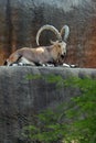 Nubian Ibex Royalty Free Stock Photo