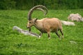 Nubian ibex Royalty Free Stock Photo