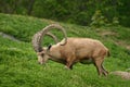 Nubian ibex