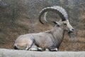 Nubian Ibex. Royalty Free Stock Photo