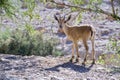 Nubian ibex capra