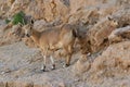 Nubian ibex Capra nubiana calf and mother