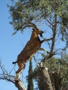 The Nubian ibex Capra nubiana climbing a tree Royalty Free Stock Photo