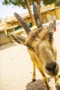 Nubian ibex Capra nubiana desert female goat at Makhtesh Ramon Royalty Free Stock Photo