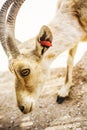 Nubian ibex Capra nubiana desert female goat at Makhtesh Ramon Royalty Free Stock Photo