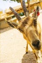 Nubian ibex Capra nubiana desert female goat at Makhtesh Ramon Royalty Free Stock Photo