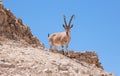 Nubian ibex or Capra Nubiana, a desert wild goat on a rock