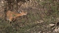 Nubian Ibex Capra Ibex Nubiana in Ein Gedi nature reserve, Israel Royalty Free Stock Photo