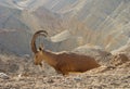 The Nubian ibex Capra nubiana in the Negev desert